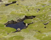 Prateria di alta quota sulla strada tra il Ghiacciaio Pasto Rouri e il primo passo nel Parco Nazionale Huascaran   Foto n. AOK2886