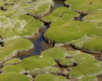 Prateria di alta quota sulla strada tra il Ghiacciaio Pasto Rouri e il primo passo nel Parco Nazionale Huascaran   Foto n. AOK2887