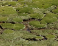 Prateria di alta quota sulla strada tra il Ghiacciaio Pasto Rouri e il primo passo nel Parco Nazionale Huascaran   Foto n. AOK2892