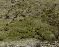 Prateria di alta quota sulla strada tra il Ghiacciaio Pasto Rouri e il primo passo nel Parco Nazionale Huascaran   Foto n. AOK2915