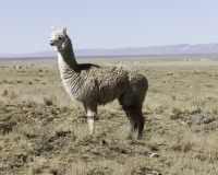 Alpaca lungo la strada per il Parco Naturale di Huayllay Foto n. AOK3034