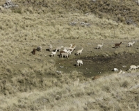 Alpaca dopo Huancavelica Foto n. AOK3225