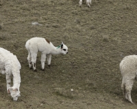 Alpaca dopo Huancavelica Foto n. AOK3248