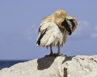 Condor sulla spiaggia di Ahrar  Foto n. 0192