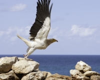 Condor sulla spiaggia di Ahrar  Foto n. 0195