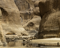 Abbeverata cammelli  nella guelta di Archei Foto n. POA1122