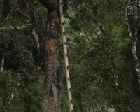 Scala utilizzata nel villaggio di Wan Sare vicino Kengtung Foto n. AOK7789