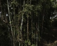 Bambu gigante vicino un Villaggio Hokyin etnia Akha nei dintorni di Kengtung Foto n. AOK7951