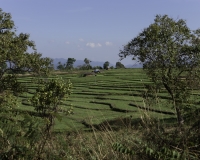 Terrazzamenti per il riso lungo la strada da Kalow a Loikaw  Foto n. AOK8134