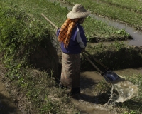 Irrigazione campi di riso lungo la strada da Kalow a Loikaw Foto n. AOK8138