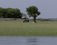 Panoramalungo il Fiume Lemro per arrivare a Sittwe Foto n. AOK8974