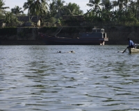 Attraversamento di mucche nel Fiume Lemro nel territorio Chin vicino Sittwe Foto n. AOK9036